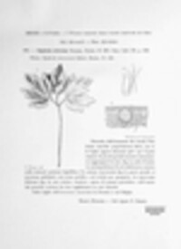 Septoria silvicola image